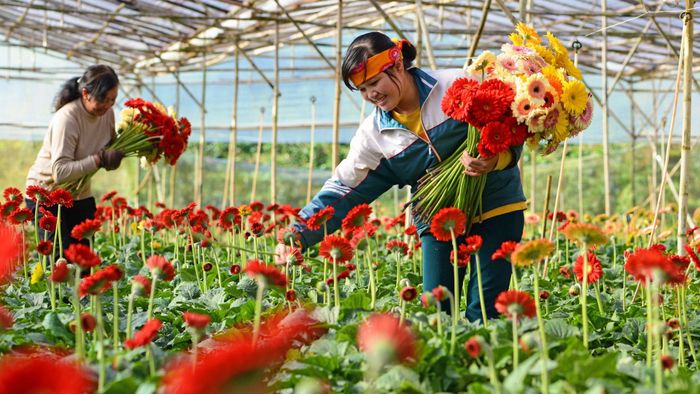 Thu hoạch hoa tại làng hoa Hà Đông
