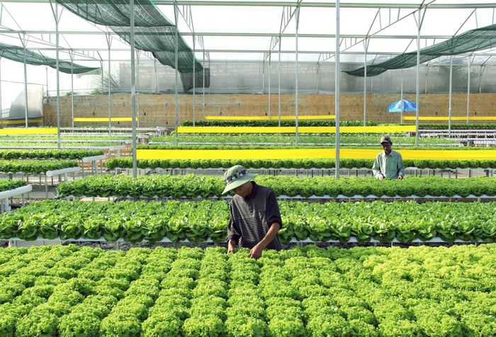 Chăm sóc rau ở làng Đa Thiện