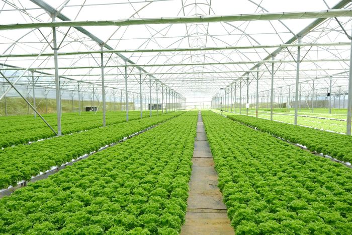 Nông nghiệp công nghệ cao là một trong những thế mạnh nổi bật của Lâm Đồng sau hợp nhất