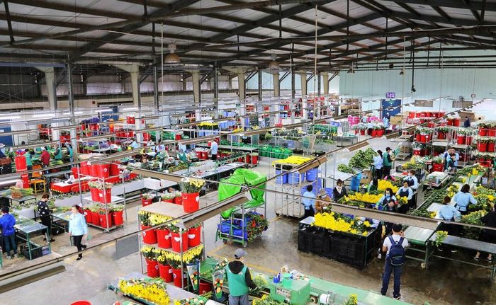 Sơ chế đóng gói hoa tươi xuất khẩu tại khu vực Đà Lạt