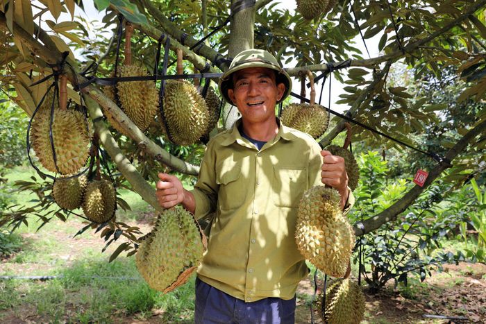 Nông dân Vũ Ngọc Truyện với khoảng 3 ha sầu riêng có mã số vùng trồng đủ tiêu chuẩn xuất khẩu vui mừng vì vụ mùa năm nay bội thu