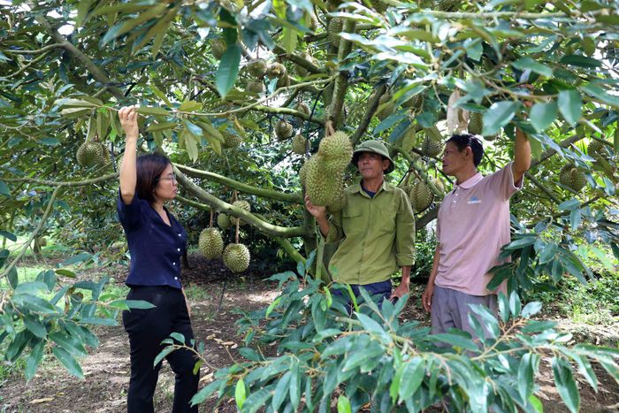 Bà Phan Thị Cẩm, Phó Bí thư Thường trực Đảng ủy xã Đam Rông 2 cùng Bí thư Chi bộ thôn Liêng Srônh xuống vườn thăm hỏi, khuyến nghị bà con nâng cao chất lượng sản phẩm