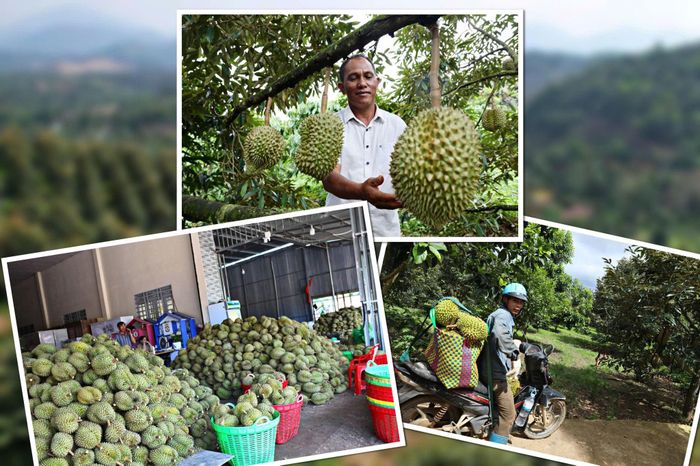 Từ vườn cây đến các vựa thu mua, không khí thu hái tấp nập