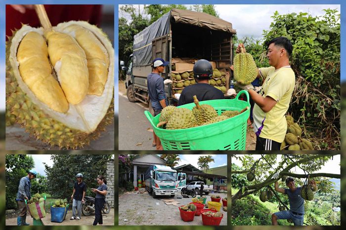 Nhãn hiệu chứng nhận "Sầu riêng Đam Rông" được Cục Sở hữu trí tuệ (Bộ Khoa học và Công nghệ) cấp văn bằng bảo hộ vào tháng 4/2025