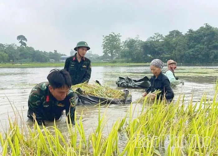 Cán bộ, chiến sỹ Ban Chỉ huy quân sự xã Dân Chủ giúp người dân thu hoạch lúa bị ngập do mưa bão. Ảnh: Huy Thắng