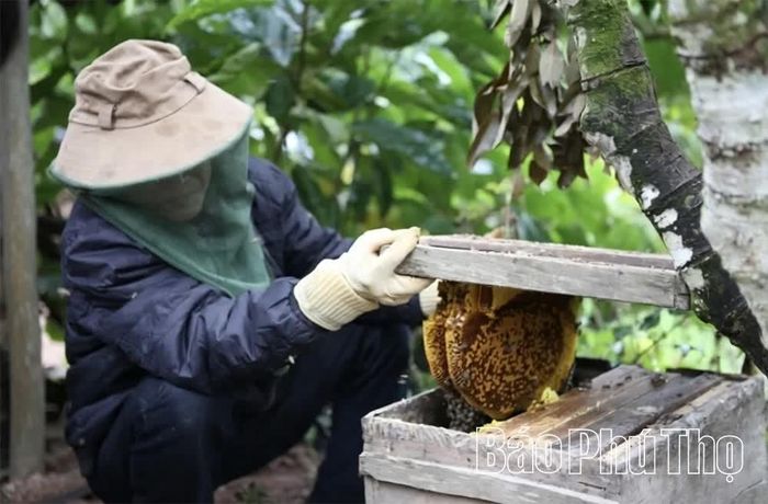 Các hộ thành viên HTX nuôi ong Thanh Thủy, xã Tu Vũ lựa chọn vị trí đặt thùng để ong thuận lợi hút phấn hoa tự nhiên, từ đó thu được nguồn mật ong dồi dào, chất lượng.