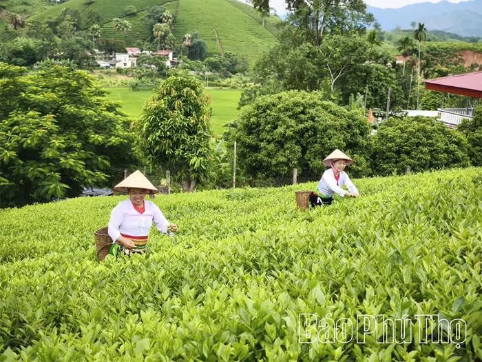Vùng chè xã Long Cốc được thâm canh, tái canh, nâng cao năng suất và chất lượng.
