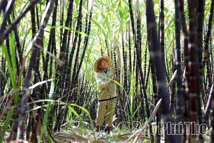 Việc hỗ trợ nguồn giống đảm bảo góp phần nâng cao năng suất, chất lượng cây mía, tạo nguồn nguyên liệu ổn định cho các cơ sở chế biến (Ảnh chụp tại xã Mường Thàng).