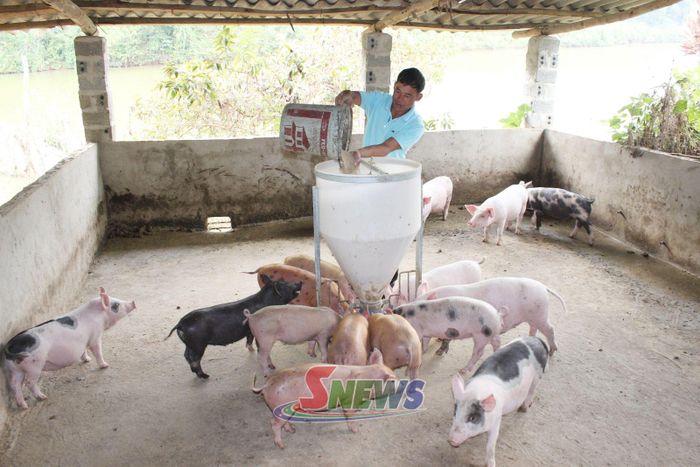 Nông dân bản Nặm Sủ, xã Sốp Cộp tái đàn lợn.