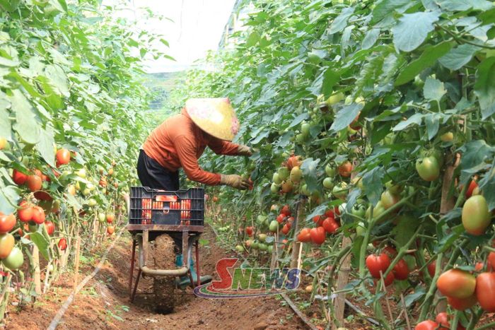 Nông dân tiểu khu Tân Lập, xã Tân Yên thu hái cà chua