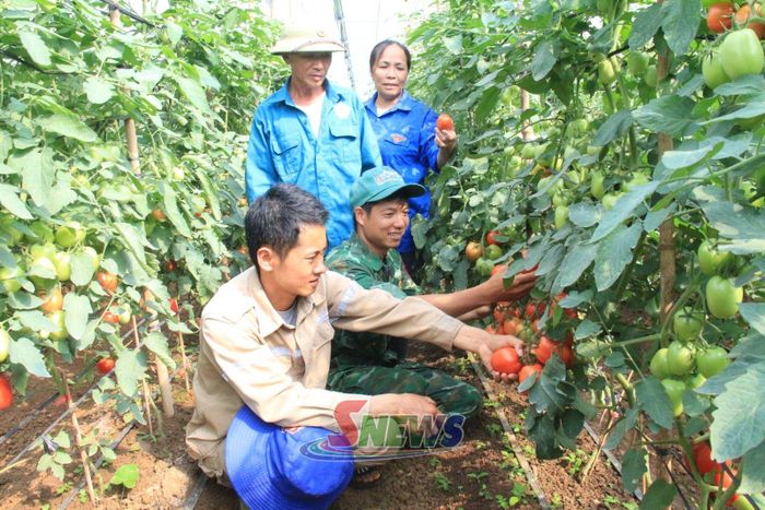 Chi hội Nông dân tiểu khu Tân Lập, xã Tân Yên trao đổi kinh nghiệm chăm sóc cà chua.
