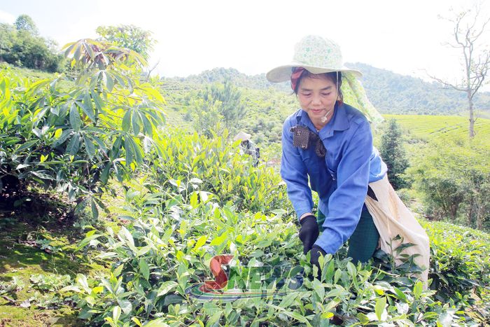 Bà con nhân dân thu hái chè cung ứng cho Công ty cổ phần Chè Chiềng Ve