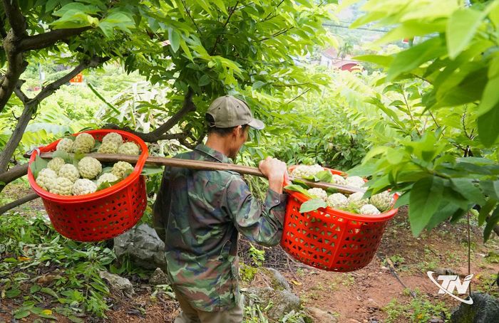 Người dân khẩn trương thu hái na ngay tại vườn.