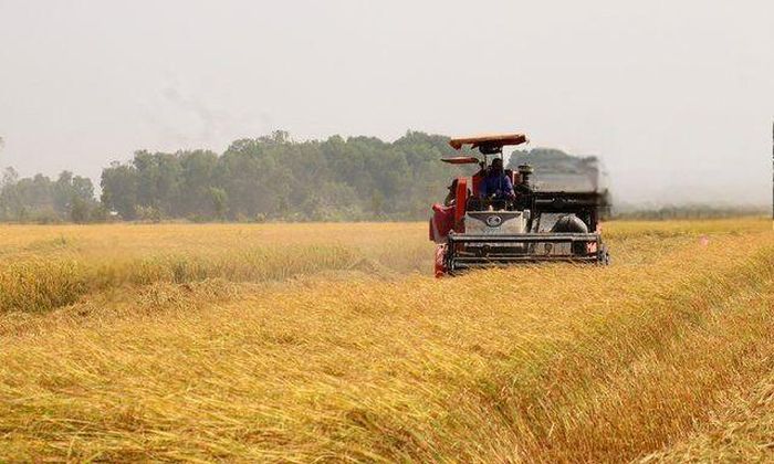183.000 ha: Diện tích An Giang tham gia Đề án 1 triệu ha lúa chất lượng cao, phát thải thấp.
