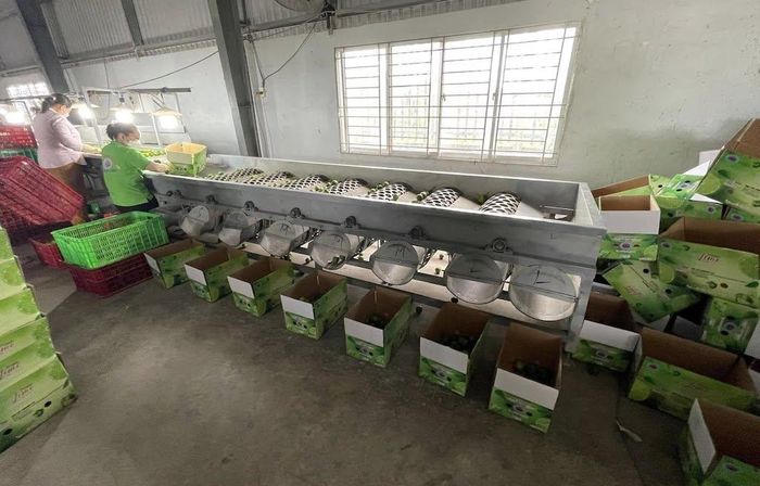 HTX ở Tây Ninh đẩy mạnh ứng dụng công nghệ cao, nâng chất lượng sản phẩm và chủ động thực hiện các quy định của Luật Sở hữu trí tuệ sửa đổi.
