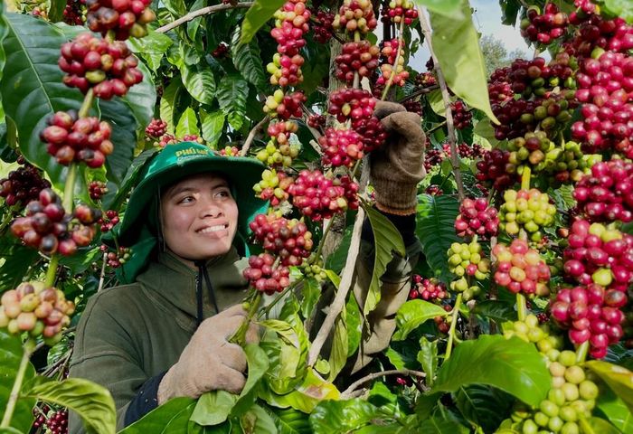 Giá cà phê điều chỉnh nhẹ ở Tây Nguyên.