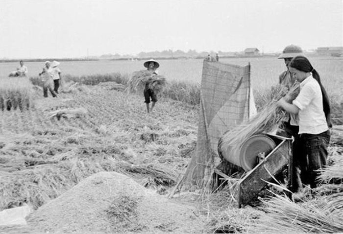 Xã viên Hợp tác xã nông nghiệp trong vụ mùa năm 1988.
