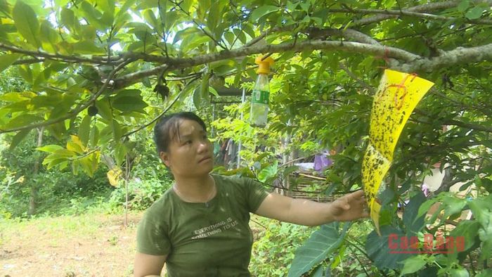 Chị Đàm Thị Tuyết, xóm Nà Bưa, xã Hòa An đang bẫy các loại côn trùng bằng miếng dán sinh học thân thiện với môi trường.