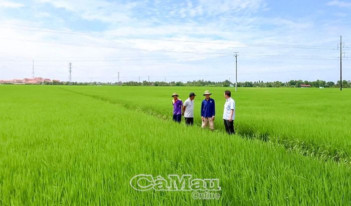 Cánh đồng lúa sản xuất theo quy trình kỹ thuật giúp tăng năng suất và hiệu quả kinh tế của nông dân ấp Béc Hen.