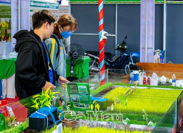 Mô hình lúa – tôm được nhiều người tham quan, tìm hiểu, qua đó giới thiệu phương thức canh tác theo quy trình sạch, an toàn và bền vững.