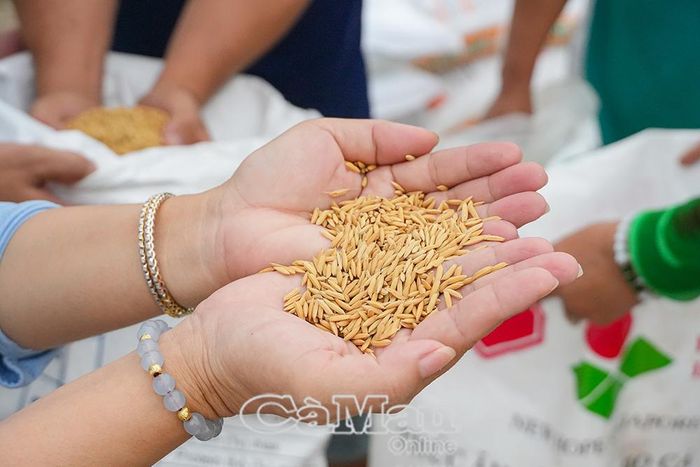 Giống lúa được hỗ trợ để canh tác vụ lúa - tôm 2026-2027 là giống OM18.