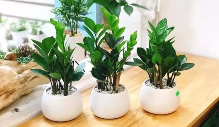 Đặt chậu kim tiền quá lớn ngay giữa cửa hoặc lối đi không chỉ gây bất tiện mà còn khiến không gian trở nên chật chội. Ảnh minh họa
