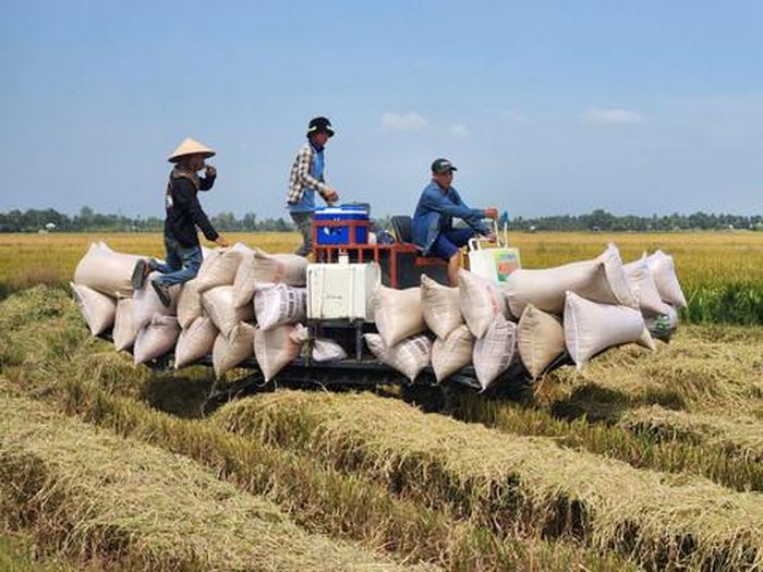 Nông dân chở lúa về cân cho thương lái