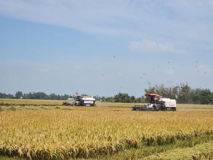 Đồng bằng Sông Cửu Long đang vào thời điểm thu hoạch lúa Hè Thu