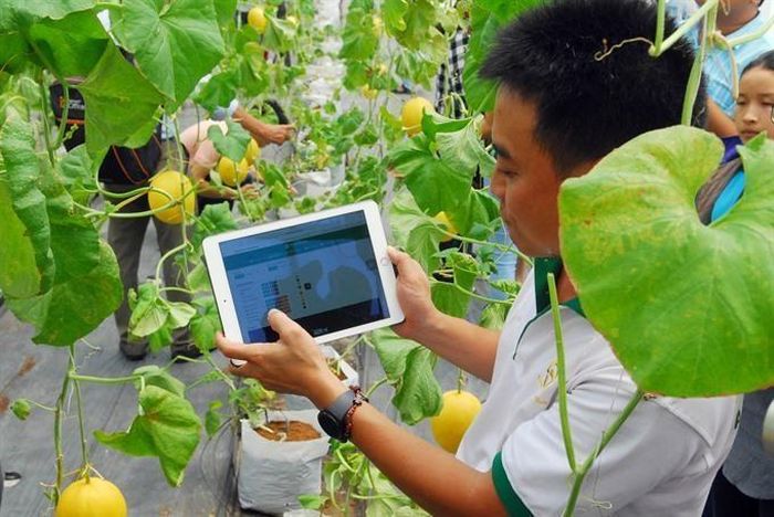 Hệ thống tưới thông minh, cảm biến và smartphone – nhấn mạnh tiết kiệm nước, vật tư và quản lý sản xuất theo thời gian thực.
