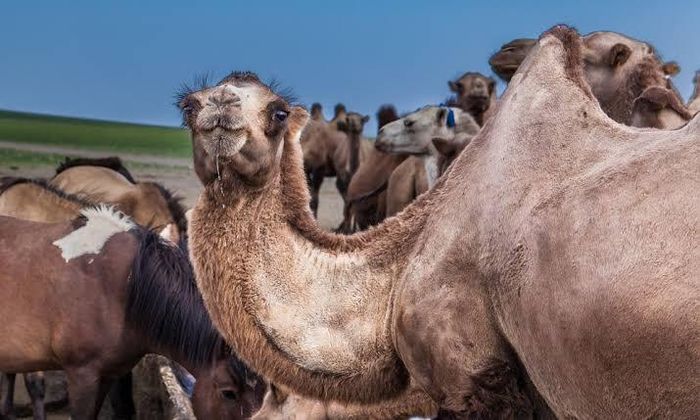 Bướu của lạc đà chứa lượng mỡ lớn để dành cho các chuyến đi dài. (Ảnh: Camel Lodge)