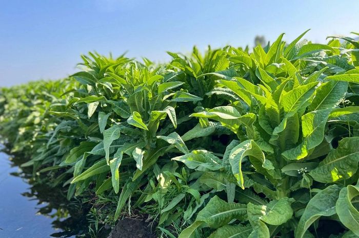 Cây rau tiến vua tươi. (Ảnh: Vifood)