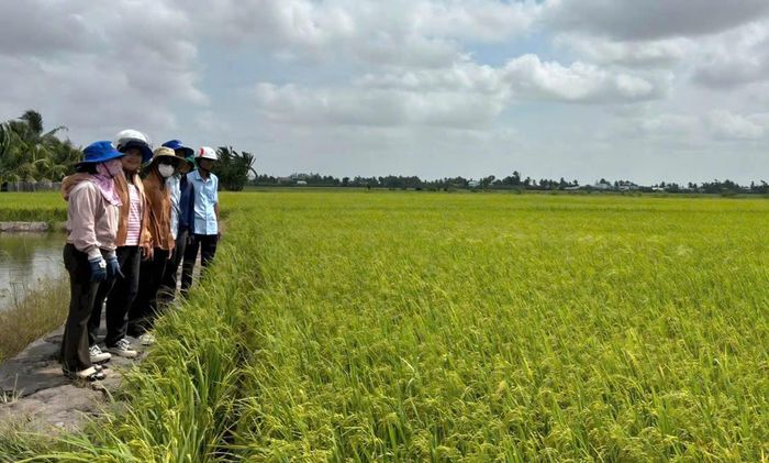 Mô hình cho hiệu quả rõ rệt. Ảnh: Nguyên Du