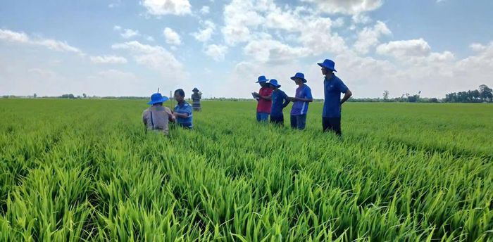 Nông dân Hợp tác xã Dịch vụ nông nghiệp Hồng Phát ( xã Vĩnh Thanh, tỉnh Cà Mau) tham gia Đề án 1 triệu ha lúa chất lượng cao, phát thải thấp. Ảnh: Nguyên Du