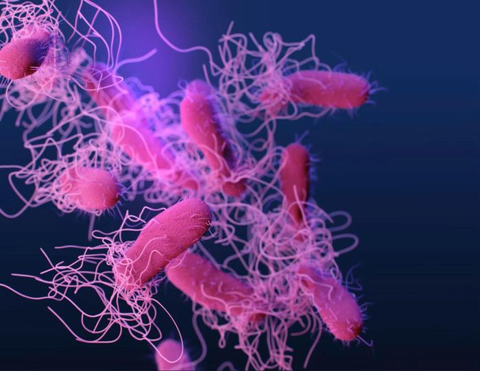 Vi khuẩn Salmonella kháng kháng sinh, có khả năng sống sót và phát triển dù được điều trị bằng thuốc. Ảnh: James Archer/Unsplash.