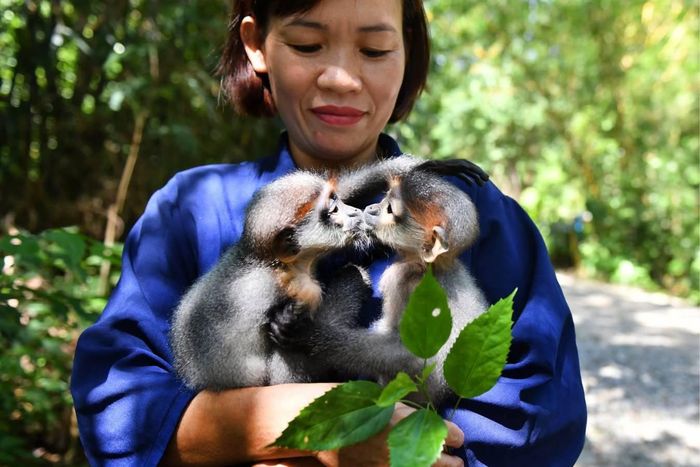  Các cán bộ kiểm lâm được ví như "bố mẹ" của những đứa con hoang dã. 