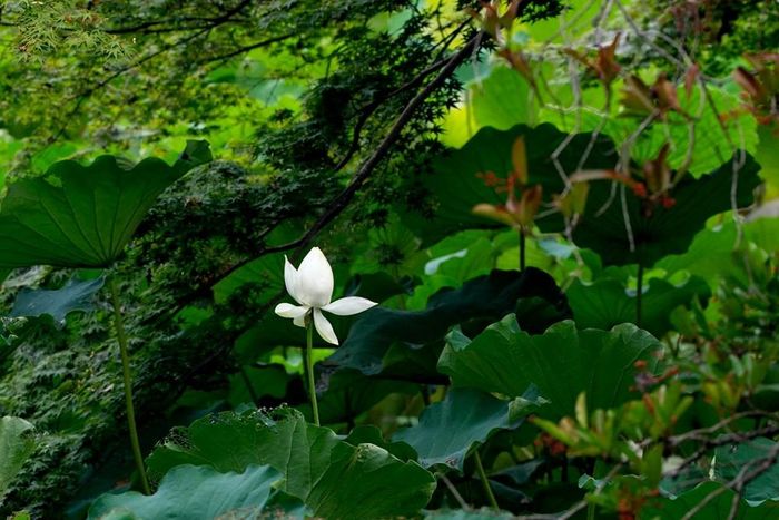 Những hình ảnh bình yên, tinh khiết của khu vườn khiến du khách được thư giãn tuyệt đối. Ảnh: HIẾU DUY