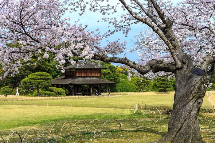 Ở Korakuen có những cây hoa anh đào hơn 100 tuổi. Ảnh: Okayama Prefectural Tourism Federation
