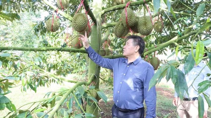 Giám đốc Trung tâm Khuyến nông quốc gia Lê Quốc Thanh thăm vườn sầu riêng sản xuất được cấp mã số vùng trồng trên địa bàn xã Cư M'gar. (Ảnh: CÔNG LÝ)