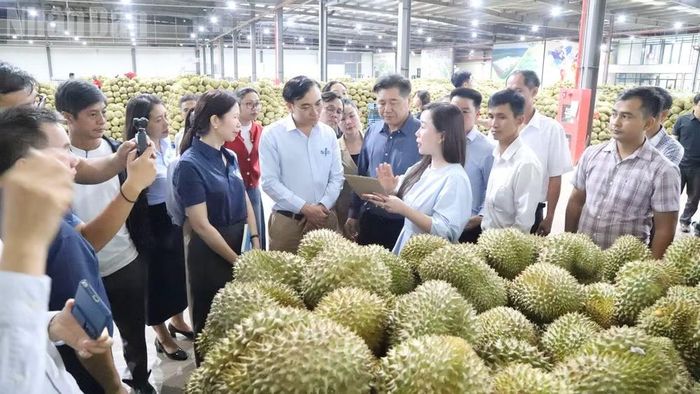 Lãnh đạo Trung tâm Khuyến nông quốc gia cùng các học viên tham quan, trao đổi tại cơ sở sơ chế, đóng gói sầu riêng xuất khẩu của Chánh Thu Group trên địa bàn xã Cuôr Đăng, tỉnh Đắk Lắk. (Ảnh: CÔNG LÝ)