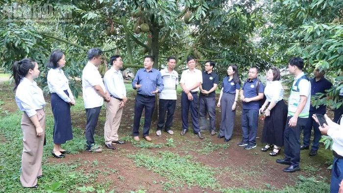 Chương trình tập huấn được trao đổi và hướng dẫn trực tiếp tại vườn sầu riêng trên địa bàn xã Cư M'gar. (Ảnh: CÔNG LÝ)