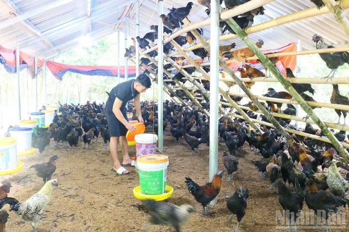  Tuyên Quang xác định chuyển từ hỗ trợ mang tính cứu trợ sang tạo điều kiện để người dân chủ động phát triển sản xuất. (Ảnh: KHÁNH TOÀN) 