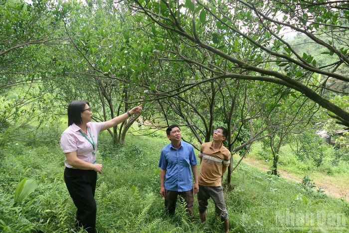 Tỉnh Tuyên Quang huy động và sử dụng hiệu quả các nguồn vốn tín dụng ưu đãi, bảo đảm đáp ứng nhu cầu vay vốn của nhân dân. (Ảnh: KHÁNH TOÀN)