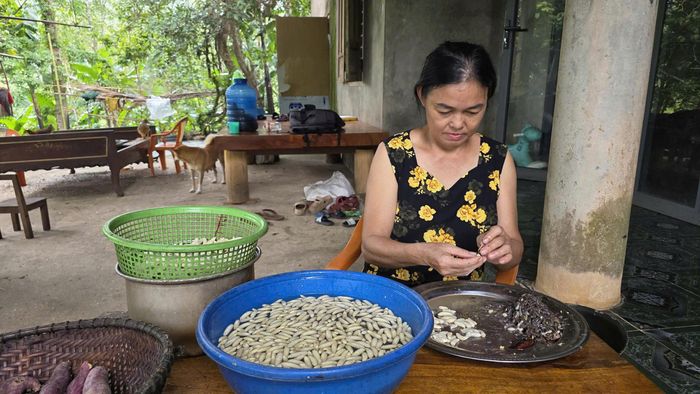 Mỗi tổ sẽ cho thu hoạch 3 đợt, mỗi đợt từ 0,5 - 1kg nhộng ong, thương lái mua với giá 500.000 đồng/kg 