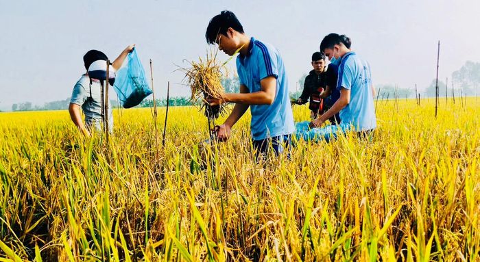 Sinh viên ngành Nông nghiệp Trường ĐH An Giang (ĐHQG TPHCM) tìm hiểu về bệnh trên cây lúa - Ảnh: THANH HÙNG