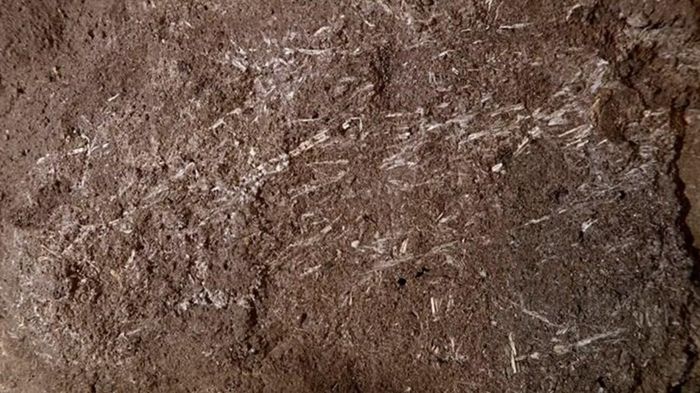Các mảnh cỏ được bảo tồn trong trầm tích tại Border Cave, được các nhà nghiên cứu xác định là dấu tích của những lớp bedding cổ đại.