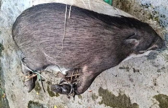 Cá thể lợn rừng (tên khoa học Sus scrofa) bị buôn bán và vận chuyển trái phép.