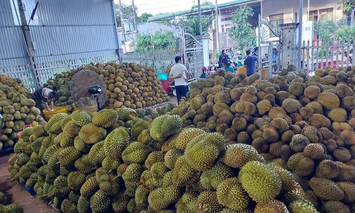Nông dân Đắk Lắk thu mua sầu riêng. Ảnh: Tuấn Nguyễn.