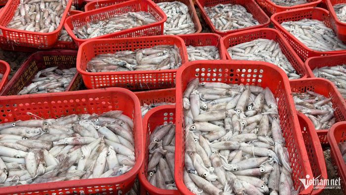 Mực tươi là mặt hàng nhiều nhất tại khu chợ