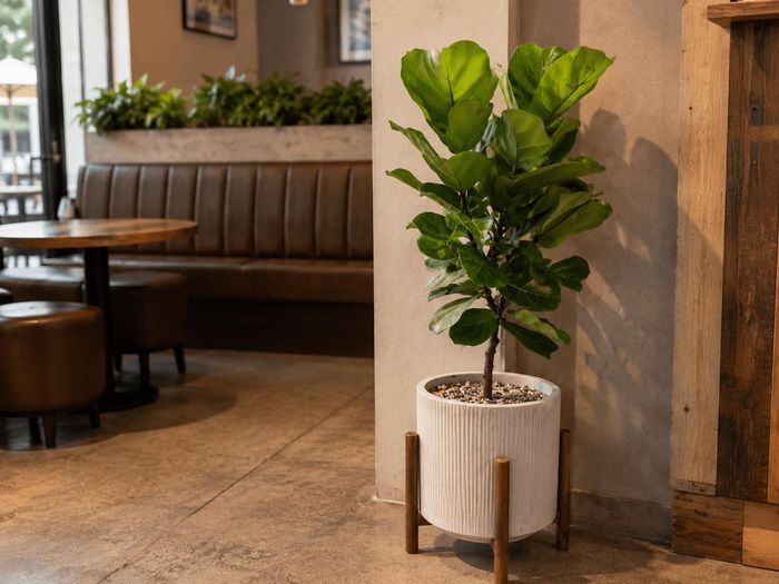 Cây bàng Singapore tạo không gian xanh sang trọng cho quán cafe.