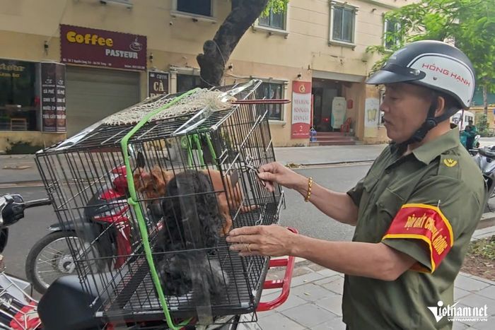 Chó thả rông, không đeo rọ mõm bị lực lượng chức năng bắt giữ.